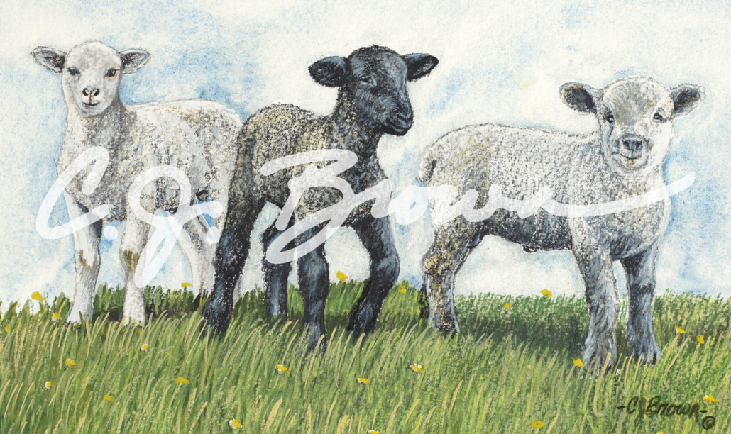 3 Little Lambs
