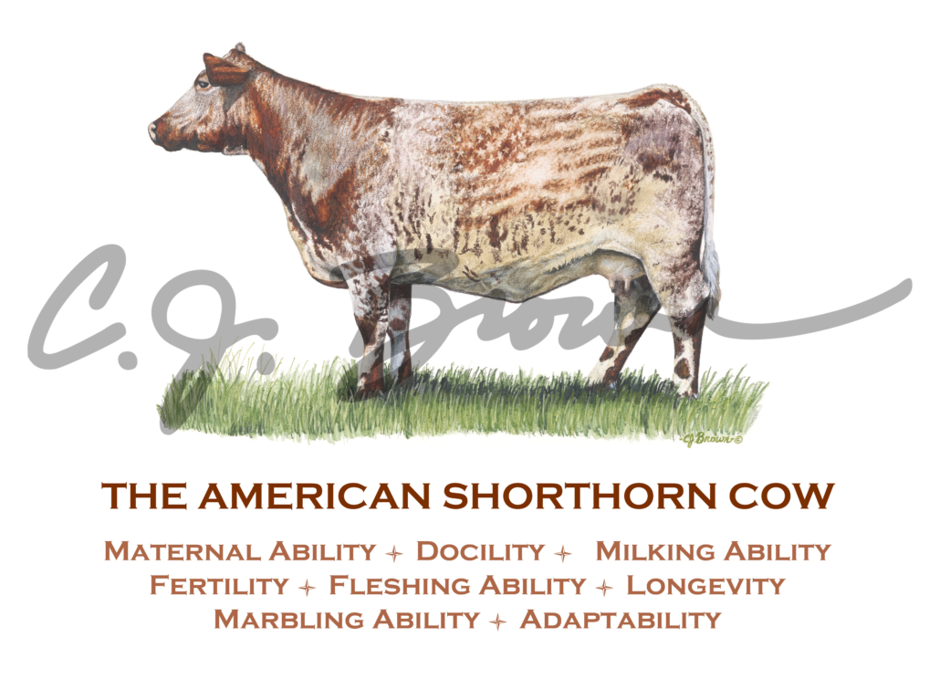 American Shorthhorn