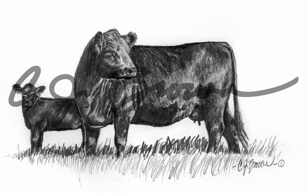 BW COW CALF