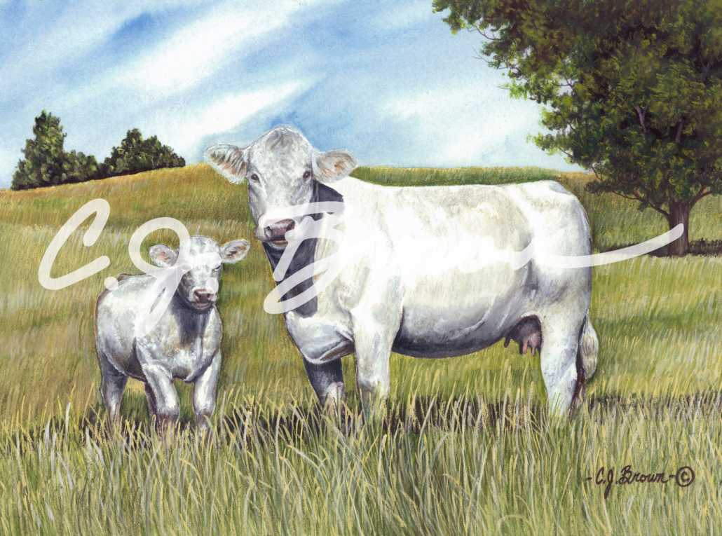 Charolais Scan3
