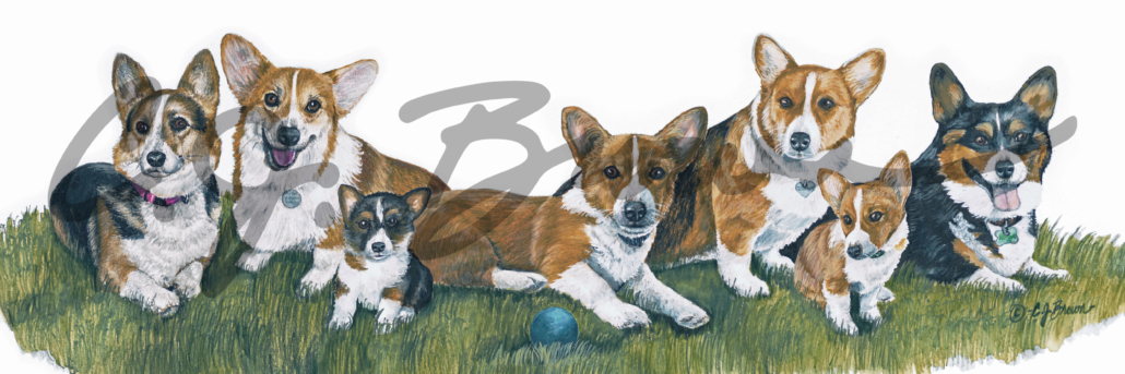 Corgis