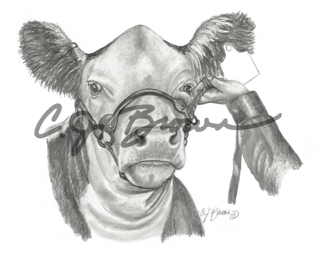 Hereford Halter Power