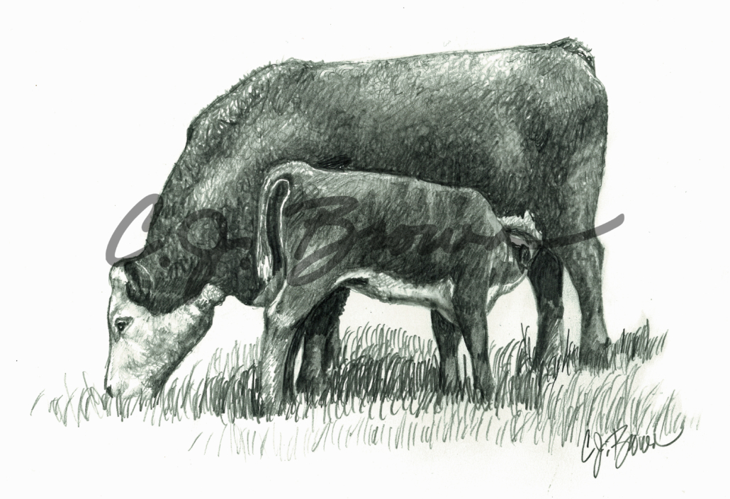 Hereford Pencil Drawing - Cow Calf 1