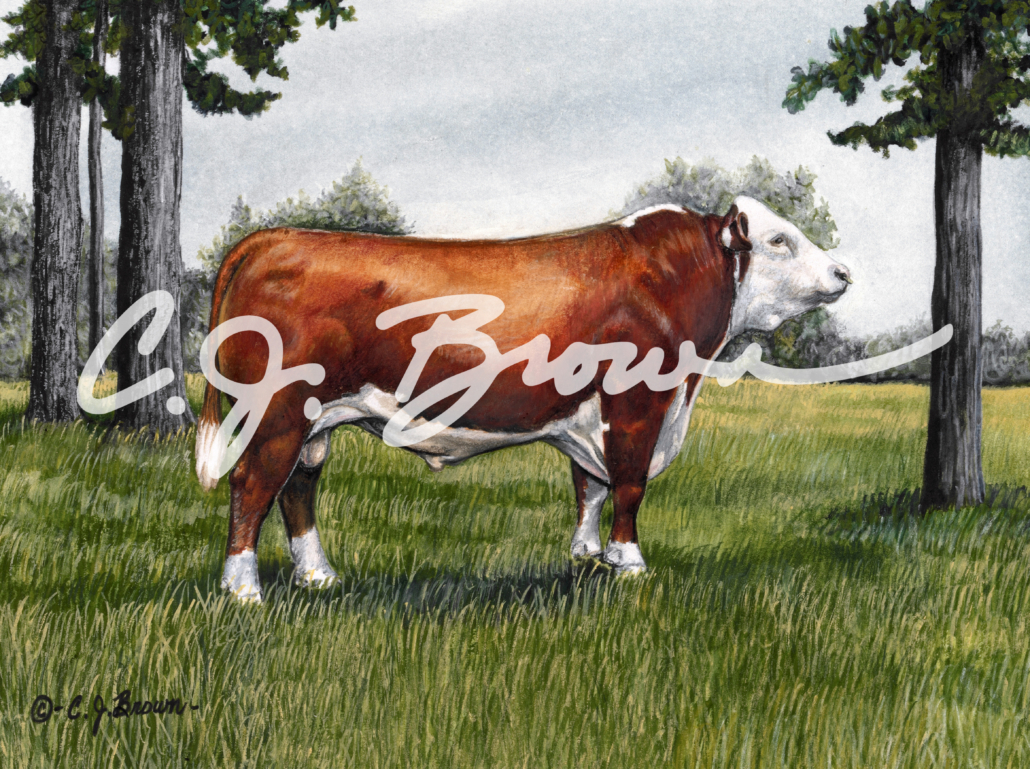 Hereford bull