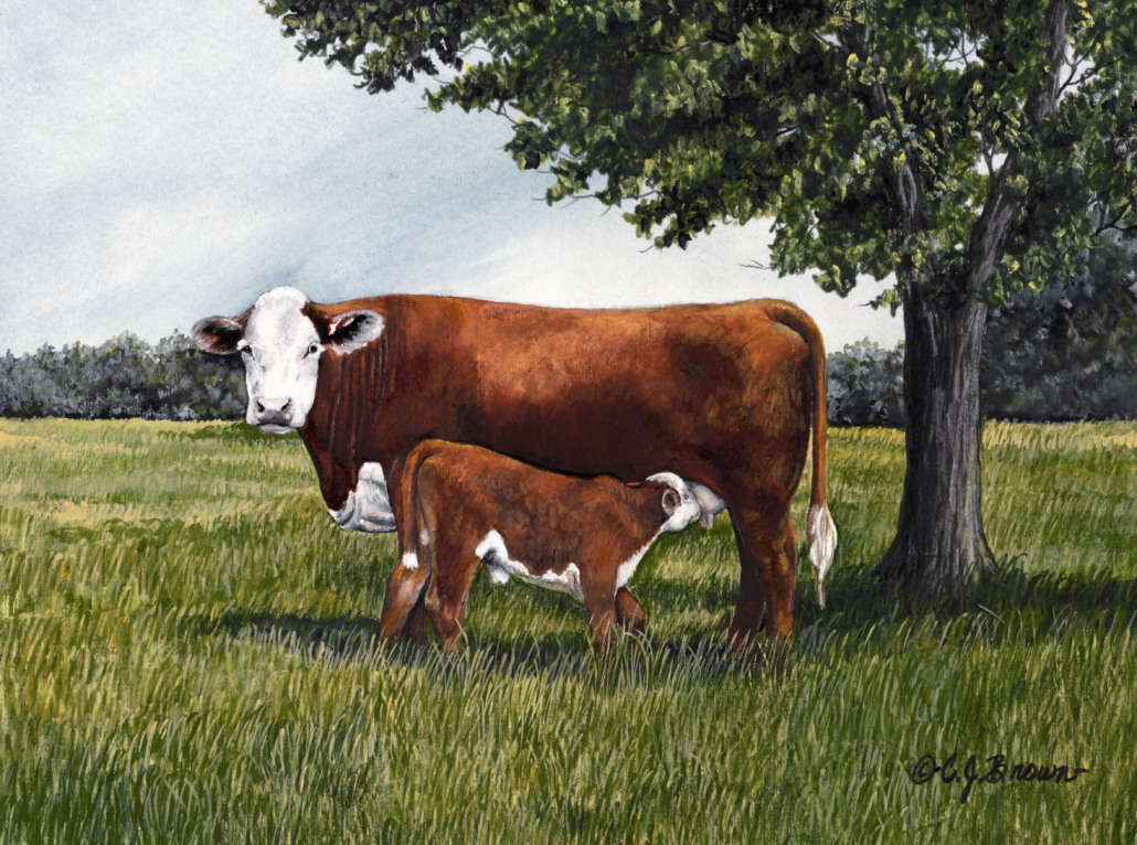 Legendary Cow The Legendary Breed: Hereford Cow-Calf - C.J. Brown Studios