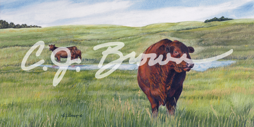 Red Angus Bull Final