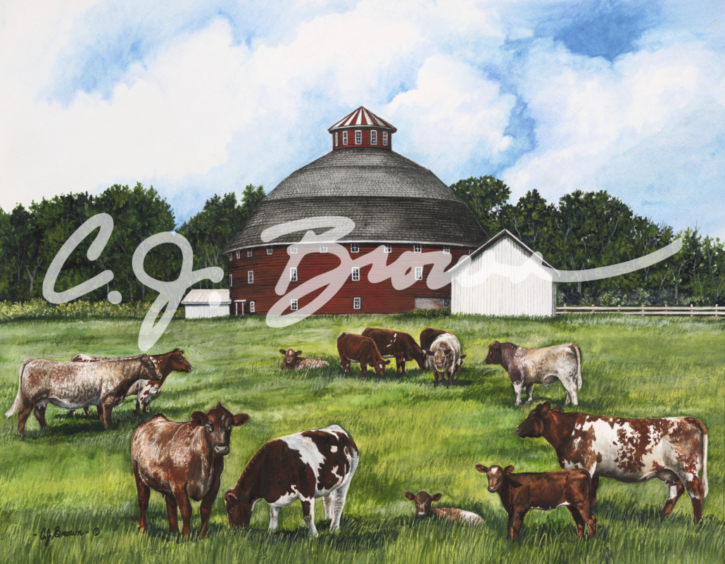 Shorthorn IND