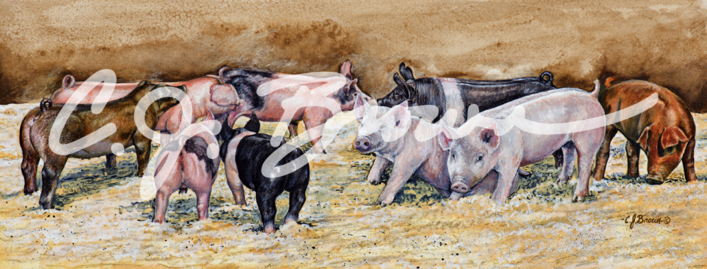pig trial 1