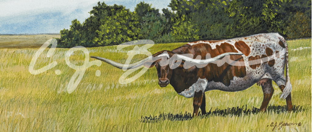 texas longhorn