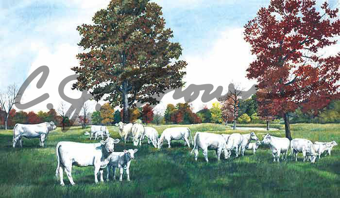 Charolais-Autumn