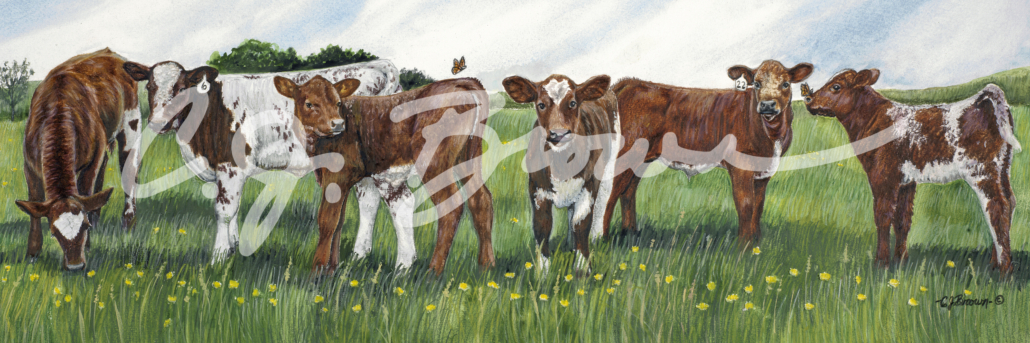 Shorthorn Serendipity